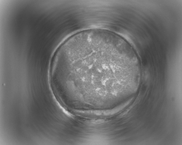 X0000068891294200605192125