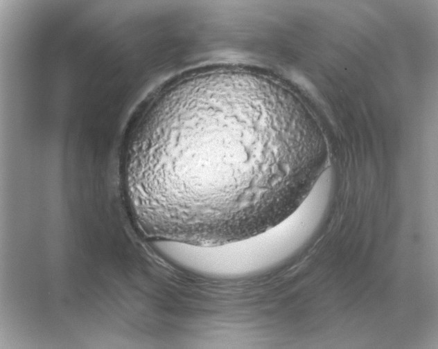 X0000068891318200605192125