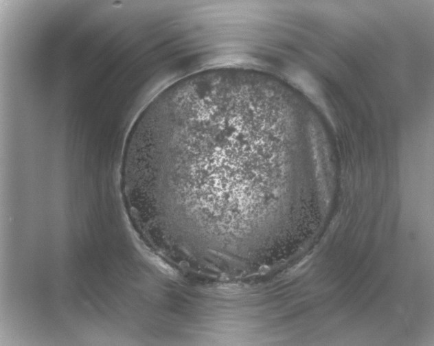 X0000068891330200605192125