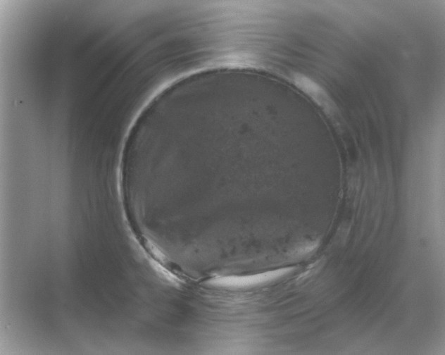 X0000068891334200605192125