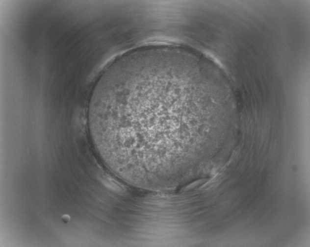 X0000068891355200605192124