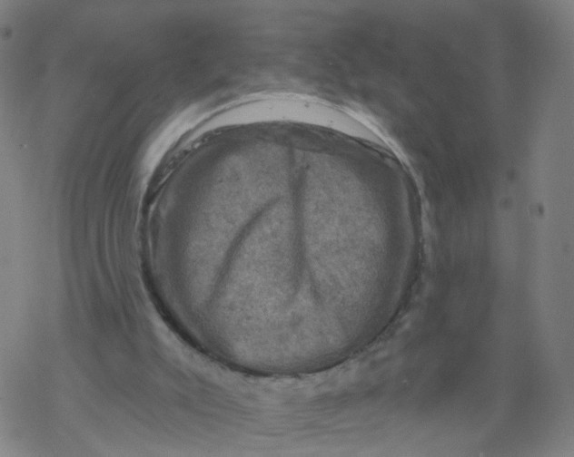 X0000068890007200605261857