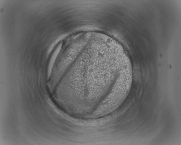 X0000068890015200605261857