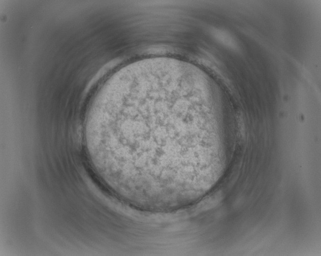 X0000068890016200605261857