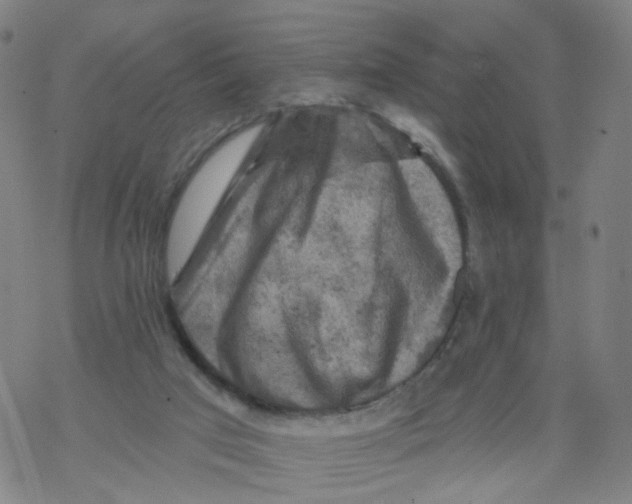 X0000068890017200605261857