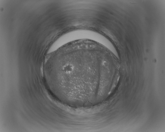 X0000068890022200605261857