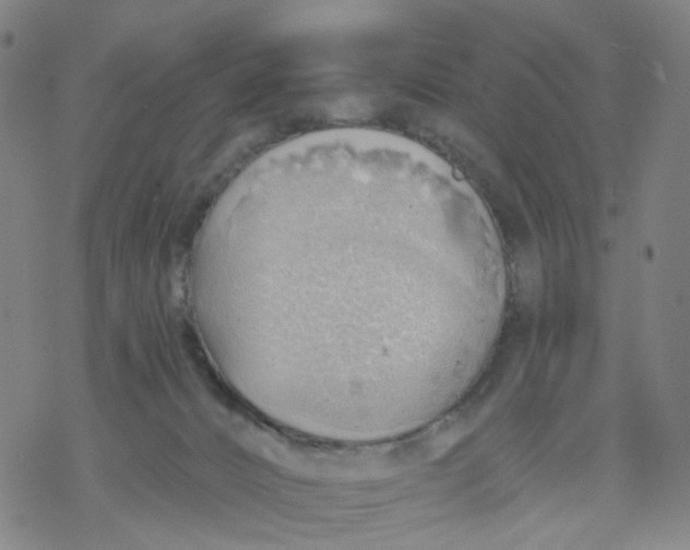 X0000068890032200605261857