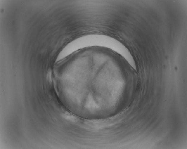 X0000068890041200605261857