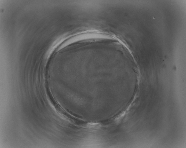 X0000068890055200605261856