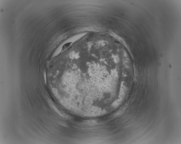 X0000068890061200605261856