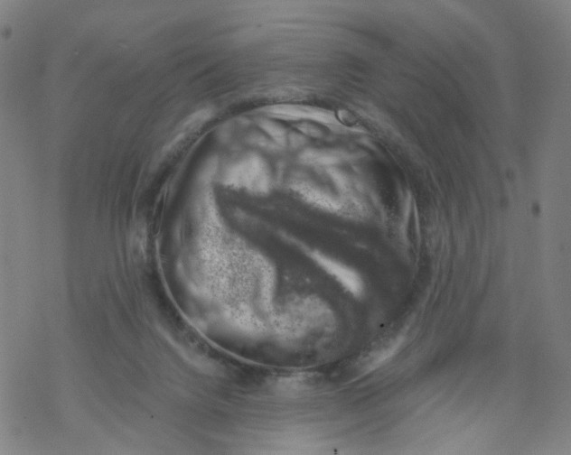 X0000068890072200605261856