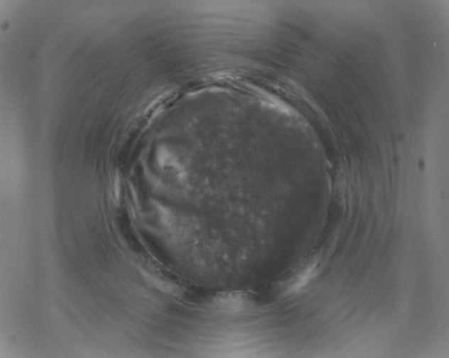 X0000068890076200605261856