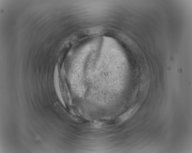 X0000068890096200605261856