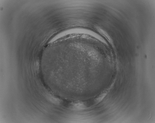 X0000068890113200605261855