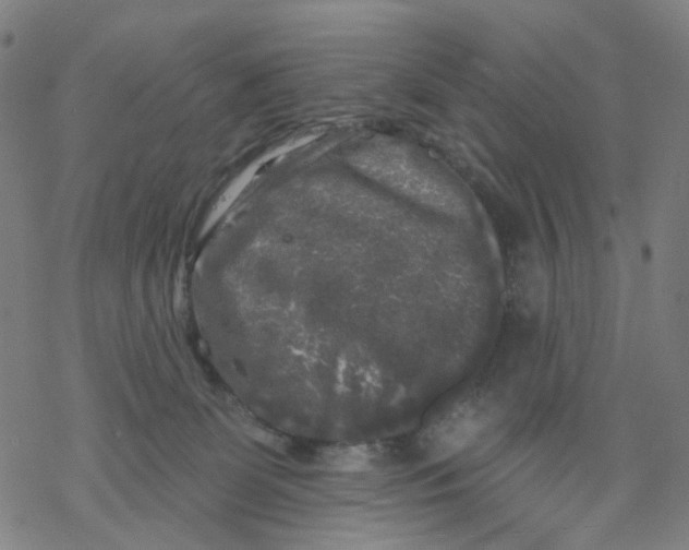 X0000068890131200605261855