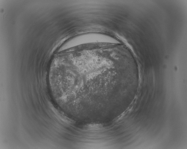 X0000068890154200605261854