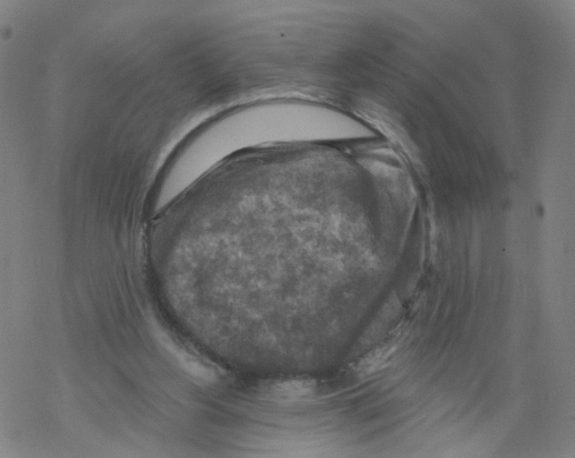 X0000068890156200605261854