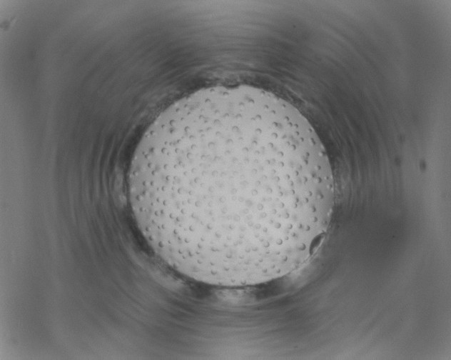 X0000068890187200605261855