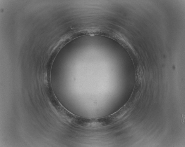 X0000068890212200605261854