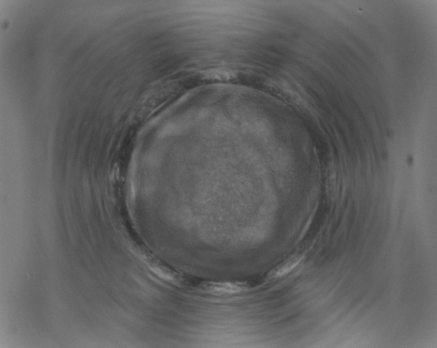 X0000068890229200605261854