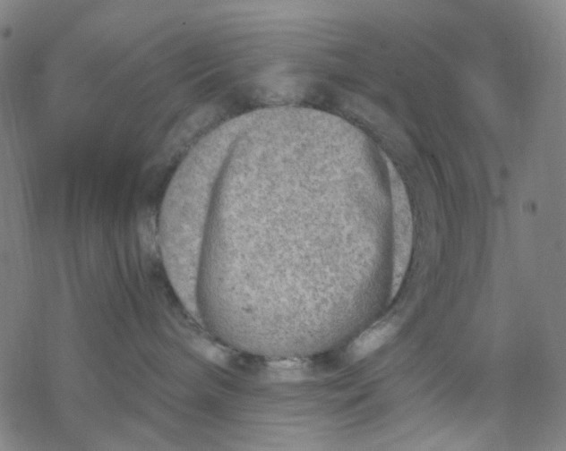 X0000068890240200605261853