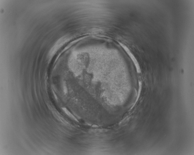 X0000068890242200605261853