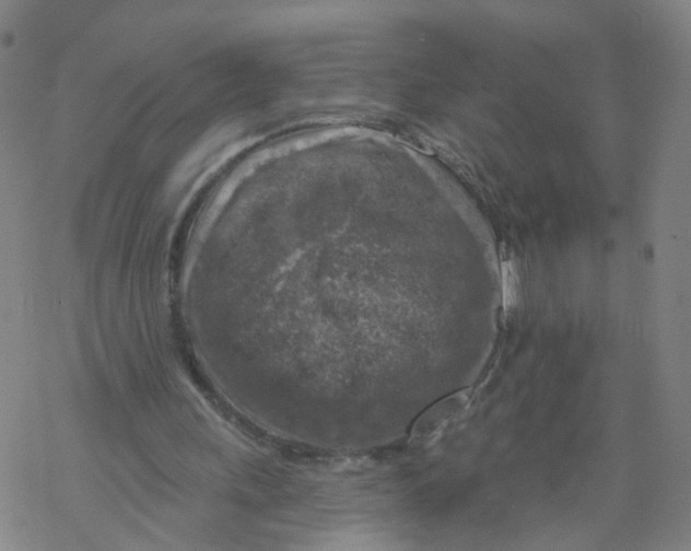 X0000068890243200605261853