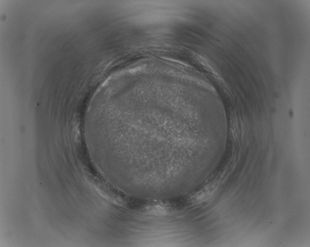 X0000068890259200605261853