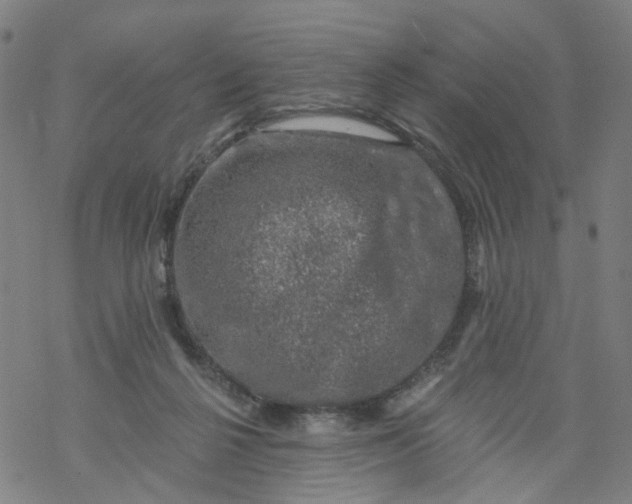 X0000068890264200605261853