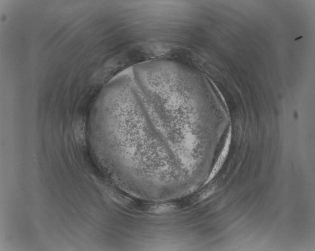 X0000068890274200605261853