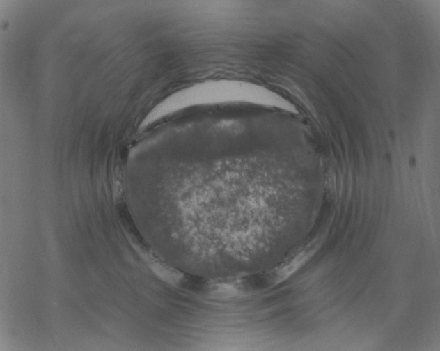 X0000068890285200605261853