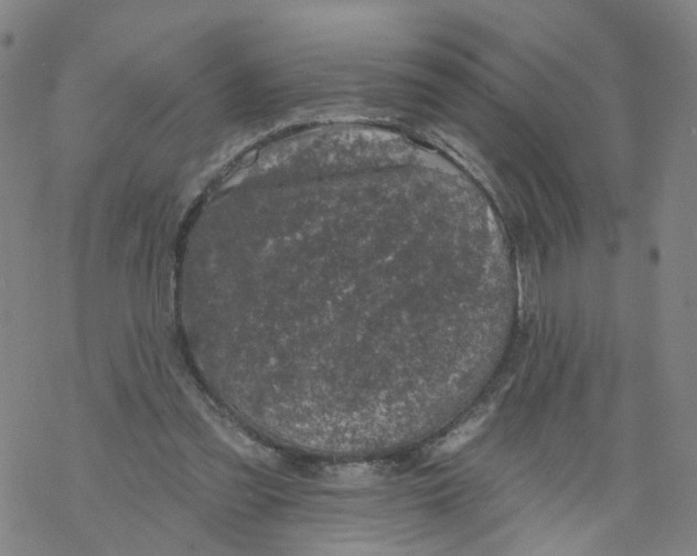 X0000068890301200605261852