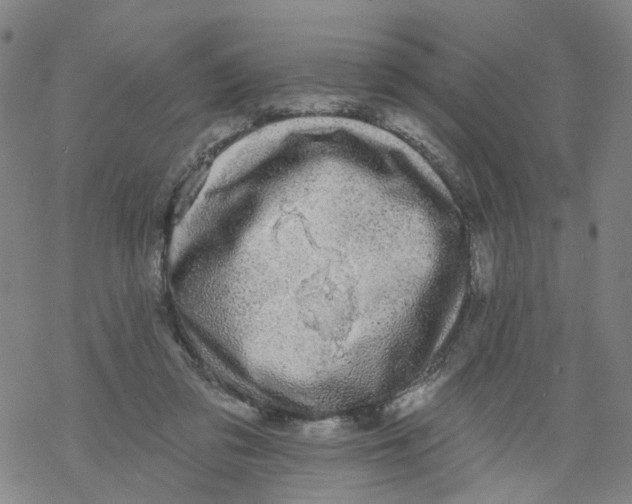 X0000068890309200605261852