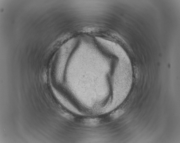 X0000068890313200605261852