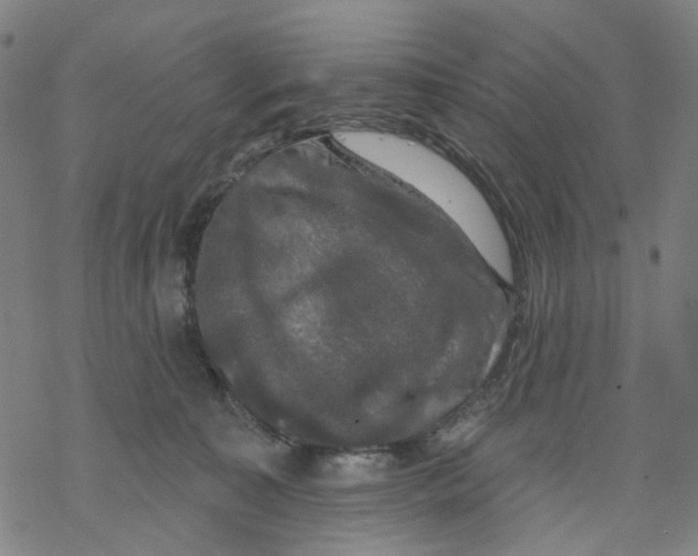 X0000068890323200605261852