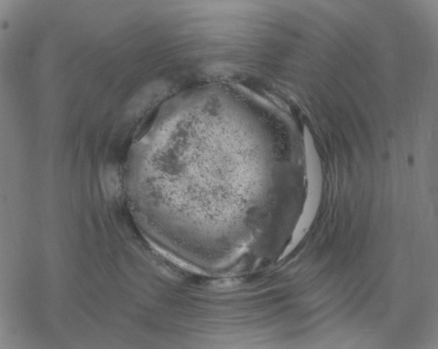 X0000068890335200605261852