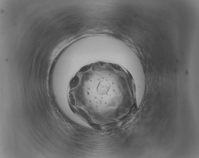 X0000068890340200605261851