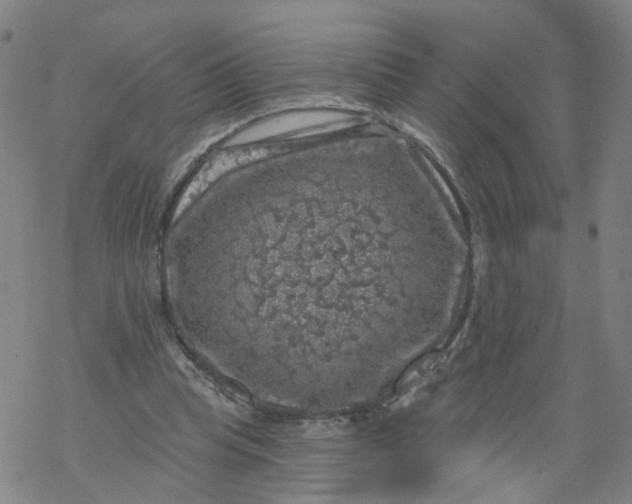 X0000068890345200605261851