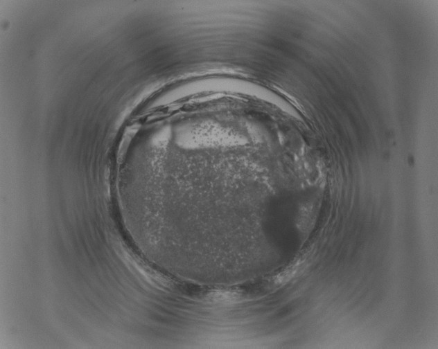 X0000068890350200605261851