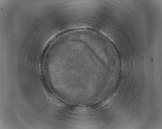 X0000068890351200605261851