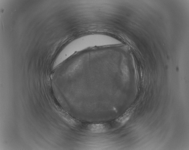 X0000068890361200605261851