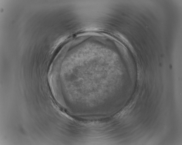 X0000068890385200605261851