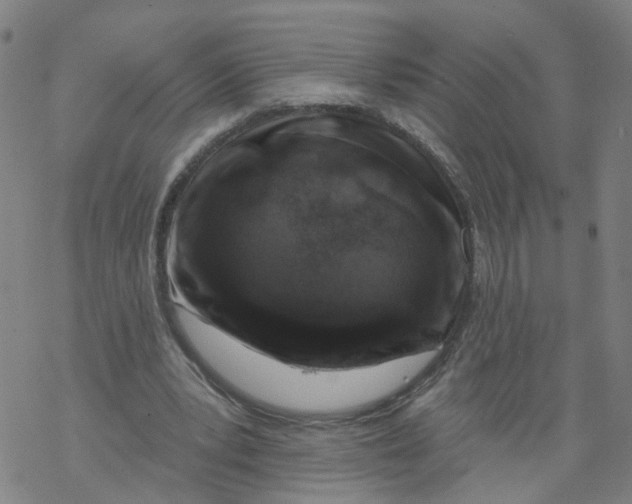 X0000068890391200605261851