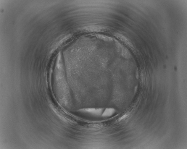 X0000068890398200605261851