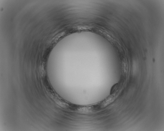 X0000068890422200605261850