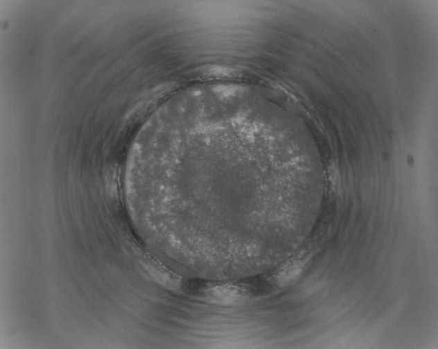 X0000068890423200605261850