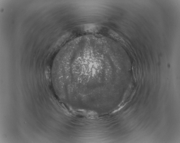 X0000068890424200605261850