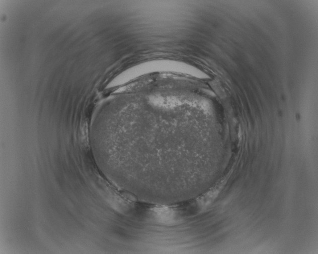 X0000068890425200605261850