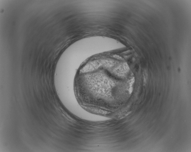 X0000068890428200605261850