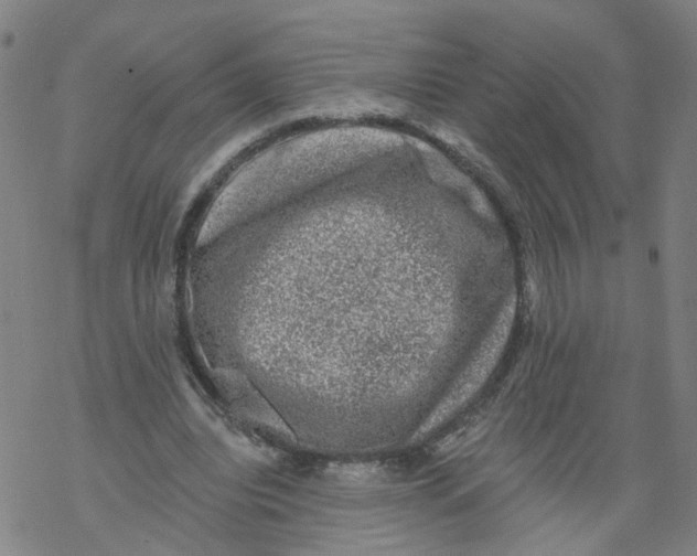 X0000068890440200605261850